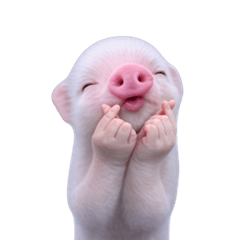 Smol pink piggy