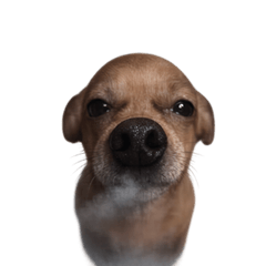 Grumpy Grin Doggo V.2