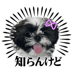 lulupepe_20260415191400