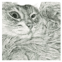 Assertive Cats - Takahiro Yamada vol.18