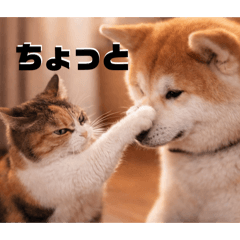 Adult Cat & Dog Stickers