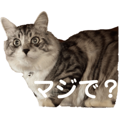 Very cute catttt!!!!!!!!!