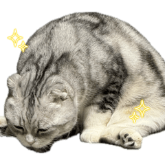 shiratama_20260415200150