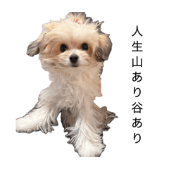 phocha_20260415230401