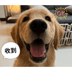 黃金奶油的表情包♡