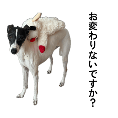 peroko_20260415134238