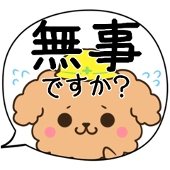 Toy poodle disaster safety