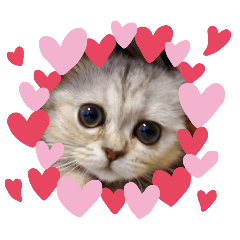 cats_202604151347180