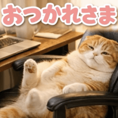 pocha nyanko