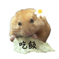 豬豬111
