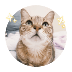 喵喵喵～我會後空翻4