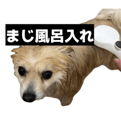 tsukune0615_20260415220219