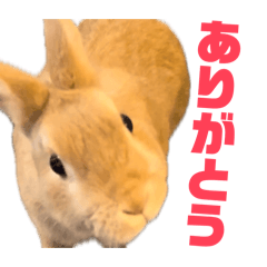 mugipe's everyday life