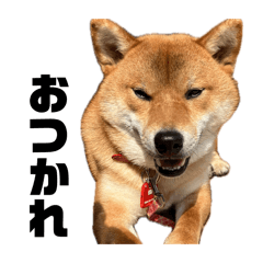 NAOMI_20260415235943