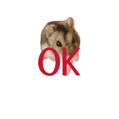 kokoa_20260415163540