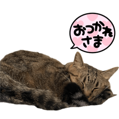 kazun_20260415170733