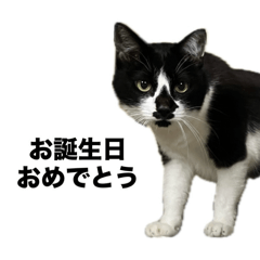 broccoli_20260416031105