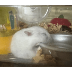 癒しハムスター①
