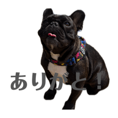 tempura_20260416050440