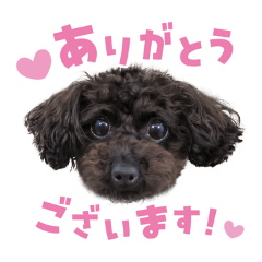 Colors photo_20260416081948