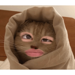 mma_raiya_20260416095228