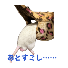 fancy rat_20260416104734