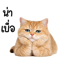 orange british shorthair cat <3