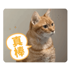 阿喵是老奶奶2