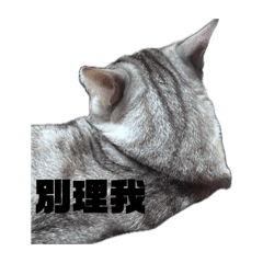 凱弟的日常生活