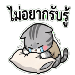 Chubby Shorthair: Fragile Heart