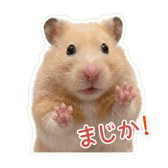 Golden Hamster Stickers - Kinakomochi