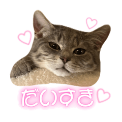 mincoro_20260412181717