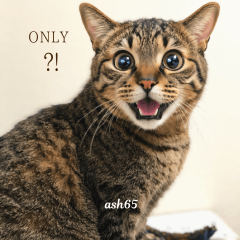 Expressive Tabby Cat  ?! Reactions