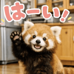 飛び出す♡レッサーパンダ