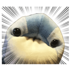 @PASELI-15_20260412184036