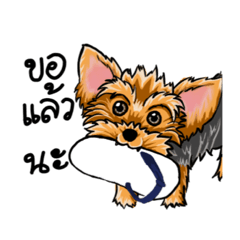 Yorkshire Terrier and Friends