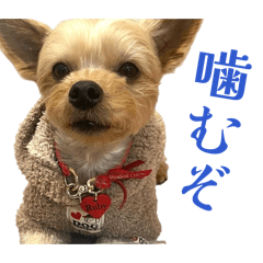 soma aura_20260412211849