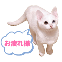 pojinega_20260415224056