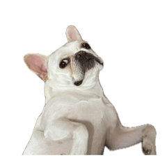 我是一條哈魯狗