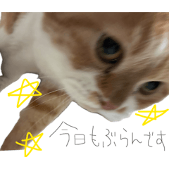 Kirakira100%_20260416003217