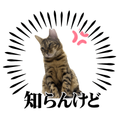 ro_bou_20260416014324