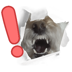 Toypoodle Belle_20260416015109