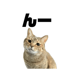 Shibaden_20260412222349