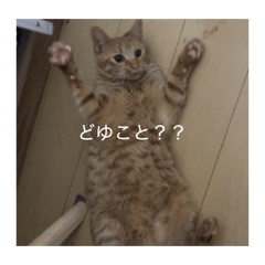 matsuri_20260412234917