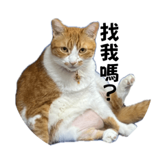 我是可愛小方糖