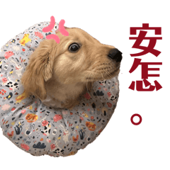 黃金獵犬『粉粿』EP.1｜粉粿的內心戲