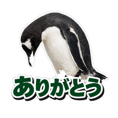 Realistic Penguin's Daily Life