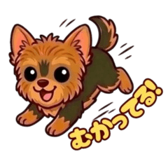 Cheeky & Fluffy Little Yorkie 10