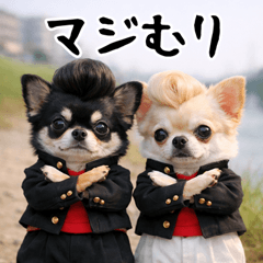 bad chihuahua p