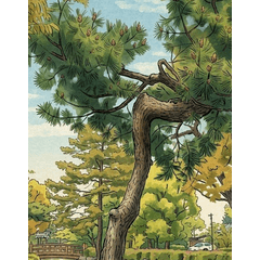 Park Black Pine Stamp